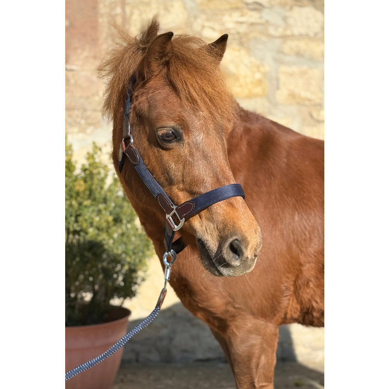 Halfter Cholet, Nylon-Neopren-Leder