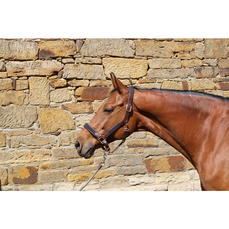 Halfter Charly, Leder, Euro-Club