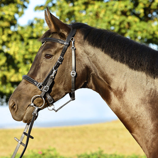 Trense Halfter Kombi Berlou, Euro-Club